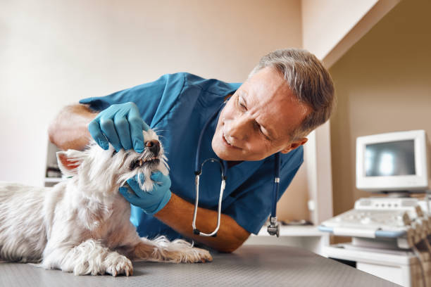 Best Chipped Tooth Repair Near Me  in Sierra View, PA